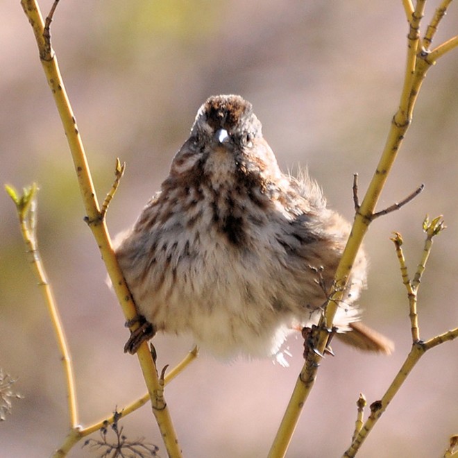 Song Sparrow at the Lewiston Wildlife Habitat Area. Photo by Stan Gibbons of Lewiston on 4/3/2013.