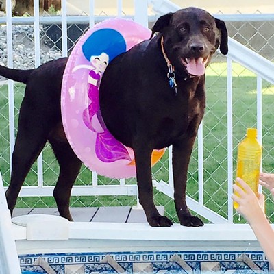 Our Chocolate Lab Sophie Belle enjoying a hot summer day at the pool!
