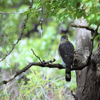 The bird sanctuary on Warner, May 3, 2018, spotted this Sparrow Hawk. Photo by Mary Hayward.