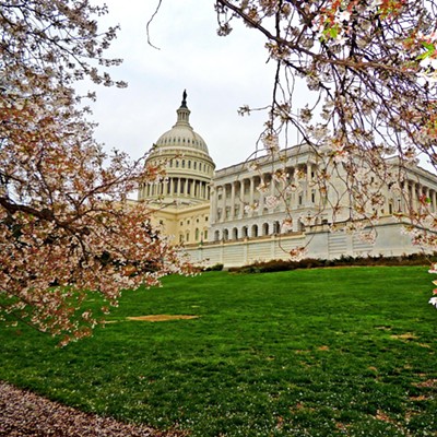 This photo of the United States Capitol framed by Washington, D.C.'s famous cherry blossoms was taken by Leif Hoffmann (Clarkston, WA) on March 28, 2024, when visiting governmental institutions in the nation's capital with LC State students during spring break.