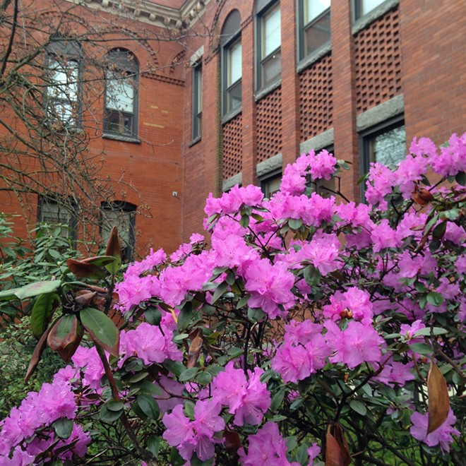 Spring Color on LCSC Campus
