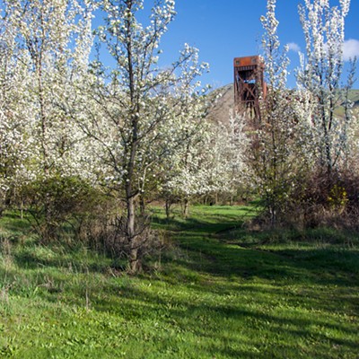 Bridge view with Spring flowering trees, Lewiston, Idaho, Taken 5-1-22