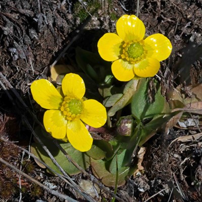 I hiked up Paradise Ridge on the morning of March 15th and found many Sagebrush Buttercups in bloom. To me blooming Buttercups are a sure sign of spring.