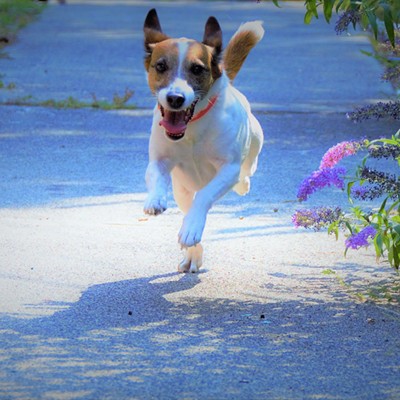 Our son's dog, Jake, of was sprinting around his property and enjoying the fresh air. Taken August 4, 2017, by Mary Hayward of Clarkston.
