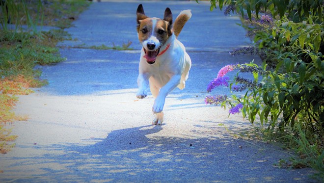 Sprinting Jack Russell Terrier