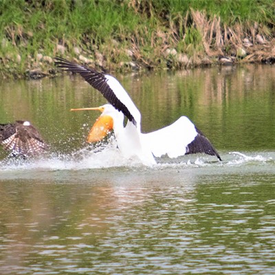 At Evans pond we watched the Pelican and Ospray squabble over food they both were determined to get. Taken May 19, 2018, by Mary Hayward.