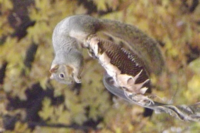 Squirrel eating Sunflower seeds