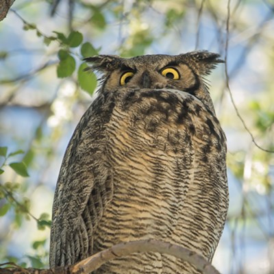 An owl keeps watch in Lewiston on May 6. Blake Abel snapped and submitted the photo.