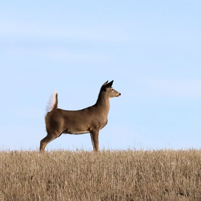 A white-tailed doe stands at attention while she watches other deer in a stubble field just south of Anatone on January 2, 2024. Photo by Stan Gibbons.