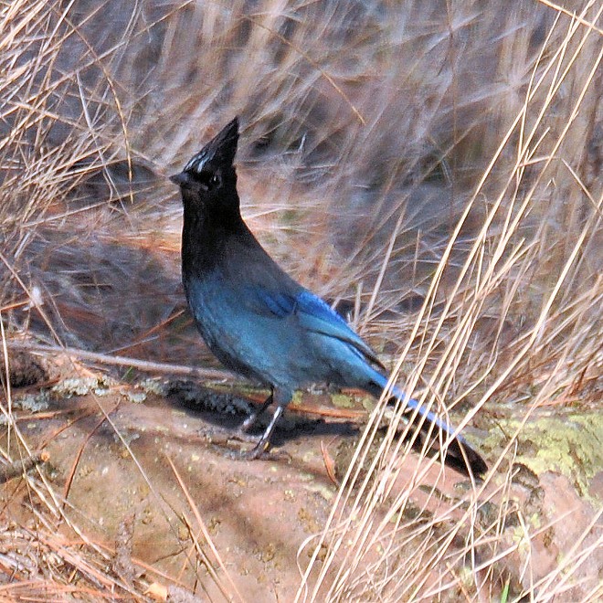 Steller's Jay along the Grande Ronde River. Photo by Stan Gibbons 0n 2/11/2013.