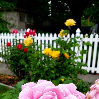 Stopped to smell the roses