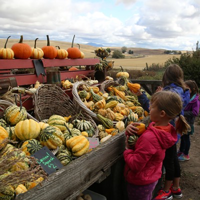 Girls selecting their decorative pumpkins and gourds at Stratton's Cutting Garden on Old Moscow Rd, east of Pullman, WA. Photo taken by Keith Collins on Saturday, October 5, 2019.
