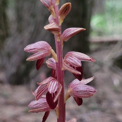 Corallorhiza striata is an uncommonly found orchid in the Pacific Northwest.

May 26, 2023 on Balsamroot Trail, Moscow Mountain
