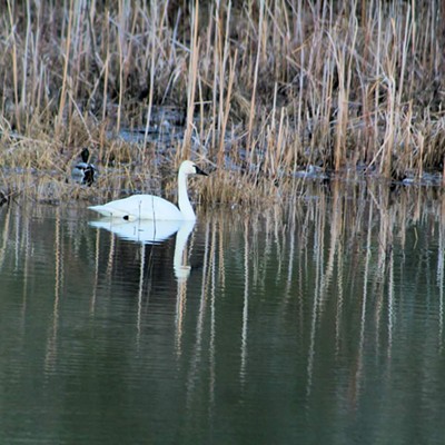 Swan in a pond