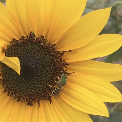 Native pollinator in my wife's pollinator garden