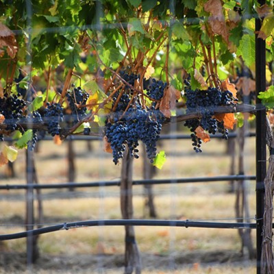 These grapes were spotted just east of Clarkston in a vineyard along the Clearwater River. Mary Hayward took this shot September 22, 2020.