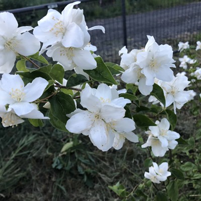 Idaho's state flower, Syringa, found in a shady spot on Brood Road east of Moscow. 
    Photo by Karen Purtee of Moscow. Taken June 26, 2020.