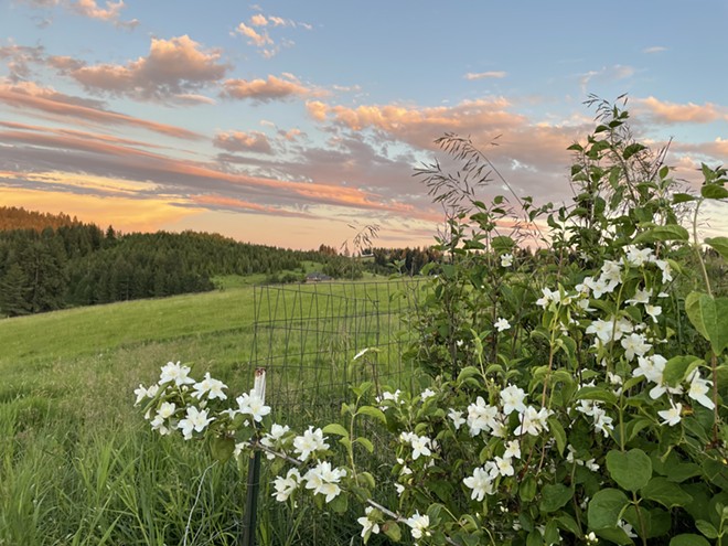 syringa at sunset