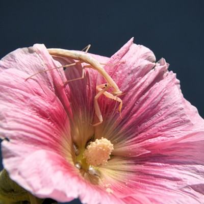 A praying mantis prays for dinner on a hollyhock at my home in Lewiston. Photo by Stan Gibbons on 8-6-2019.