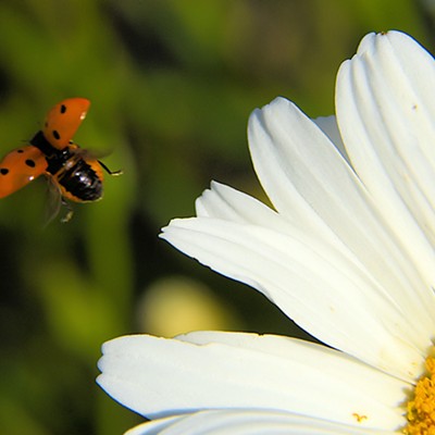 "Ladybird, ladybird fly away home, Your house is on fire and your children are gone, All except one, And her name is Ann, And she hid under the baking pan." This is one of the oldest of many versions of the English nursery rhyme. Photo taken by Stan Gibbons at his residence in Lewiston on 7/3/2022.