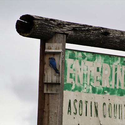 Small bluebird making its nest in a small wood house affixed to the Asotin County sign atop Peola grade. Taken on 5/6/17 by Nickole Corey of Clarkston