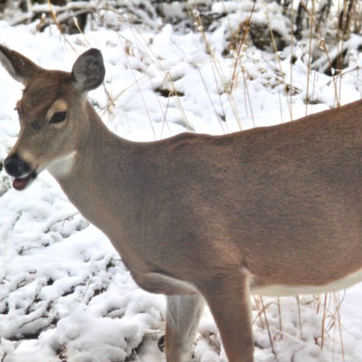 This doe was looking for her fawn in our yard in Troy, ID.
Photo taken by Kristy Scaraglino on November ‎9, ‎2020.