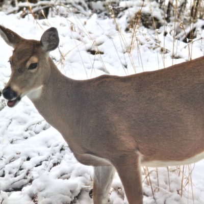 Talking Deer