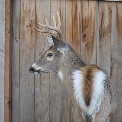A young buck pauses near a weathered fence in Orofino. Le Ann Wilson took the photo on December 3.