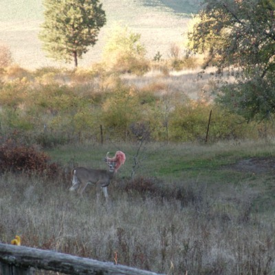 The elusive red-haired, white-tailed deer