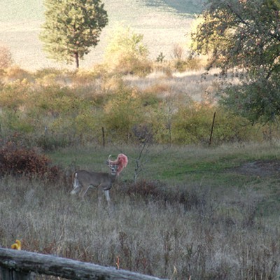 Photo taken by Denny Dau on Oct. 6, 2015, in Lenore, Idaho.