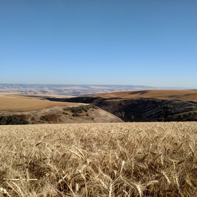 Harvest overlooking Coyote Grade, south of Genesee. Photo by Chris Moser of Lewiston.