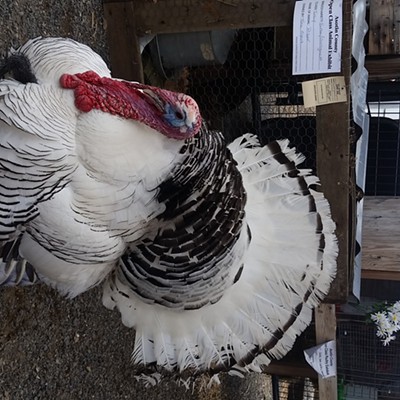 The local turkey of the Asotin County Fair poses for a photo. Photo by Brook Brown at the 2017 Asotin County Fair.