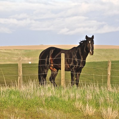 This black beauty has a job. Checks fence lines, herds cows and makes my day more enjoyable by having him in the field next to my house.