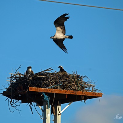 Taken july 27th in Lewiston near Southway bridge, this Osprey nest has been there for a couple of years but this is the first year that I have noticed that there were little ones. Just love this area and all the wildlife that lives so close. By Donna Moto Hjelm