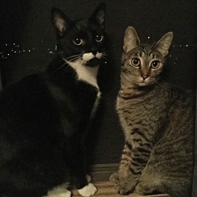 The windowsill is the favorite perch for Tux and Gabby, our beautiful felines. Picture taken by Sue Young of Lewiston,&nbsp;July 1, 2016.