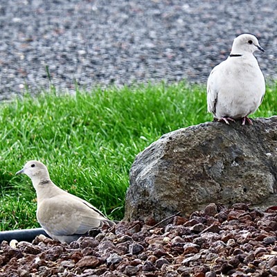 The white Eurasian dove came to visit with a friend