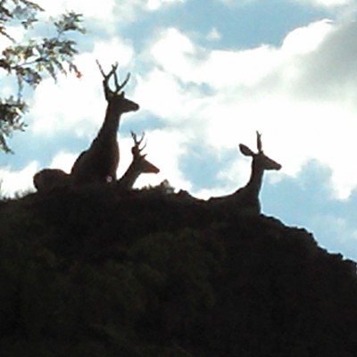 These 3 fellas were keeping an eye on a sweet doe passing by east of Lewiston