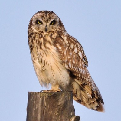 This Short-eared Owl was caught staying up past his bedtime by Stan Gibbons of Lewiston on 5/29/2011. Photographed on Powers Ave just outside of the Lewiston Orchards.
