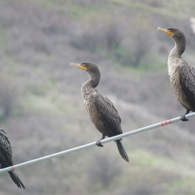 A trio of cormorants share space on a wire spanning the Clearwater River.  Le Ann Wilson snapped this photo a few miles east of Lewiston on March 30.
