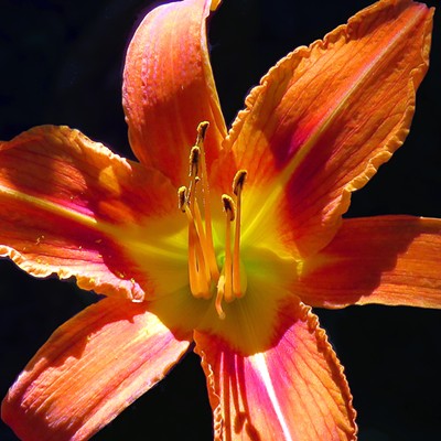 This handsome daylily caught my notice as it poked out of the shadows in my backyard. The ever-moving sun soon left it less eye catching among the surrounding plants. Photographed by Mal Furniss in Moscow on July 9.