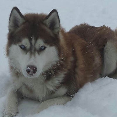 Timber's first snow. Photo taken Feb. 8, 2014, by Deana Prine of Lewiston.