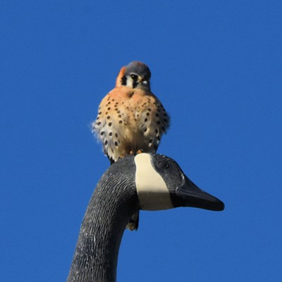 While perched atop a decoy on a power pole along Snake River Avenue this kestrel seems to be saying, "I ain't afraid of no goose!" Photo by Stan Gibbons 1-30-21.