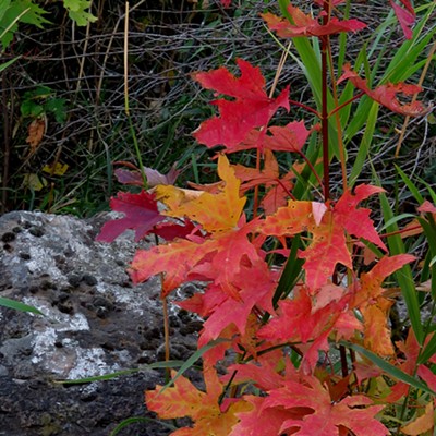 This plant, in early fall color, was found on the shoreline of the Snake river, west of Almota. Its palmate, deeply lobed leaves appear to be those of a bigleaf maple, Acer macrophyllum, native to west coast areas. It is used extensively as an ornamental and it likely developed from seed carried by river from Lewiston or vicinity. Many other exotic plants occur along the river in this area, brought there that way. Photo by Malcolm Furniss, September 30.