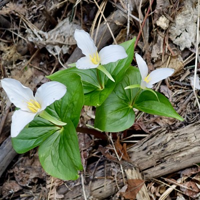 A special triple of trillium captured in the underbrush beside the road on the north side of Moscow mountain. Taken on April 24, 2018 by Diane Dickinson.