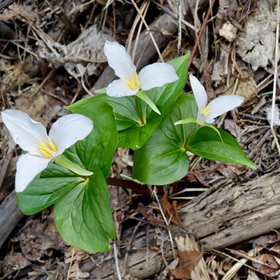 Trillium Triple