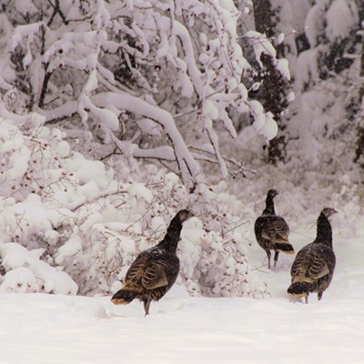 Turkeys walk through fresh snow Dec. 6, 2016, at Fields Springs. Photo taken by Mary Hayward of Clarkston.