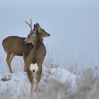 This buck and doe staying safe in Lewiston, Idaho.