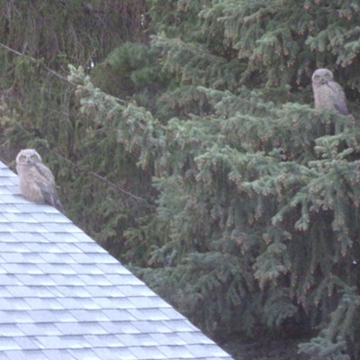 Last night the owlet siblings that were born in our neighbor's trees paid us a visit for over an hour. The one is on our garage and the photo was taken through an upstairs dirty window from our house.