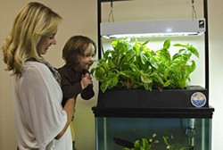 Grow veggies - and fish - in a tank: Aquaponics is an old way made new for growing food indoors
