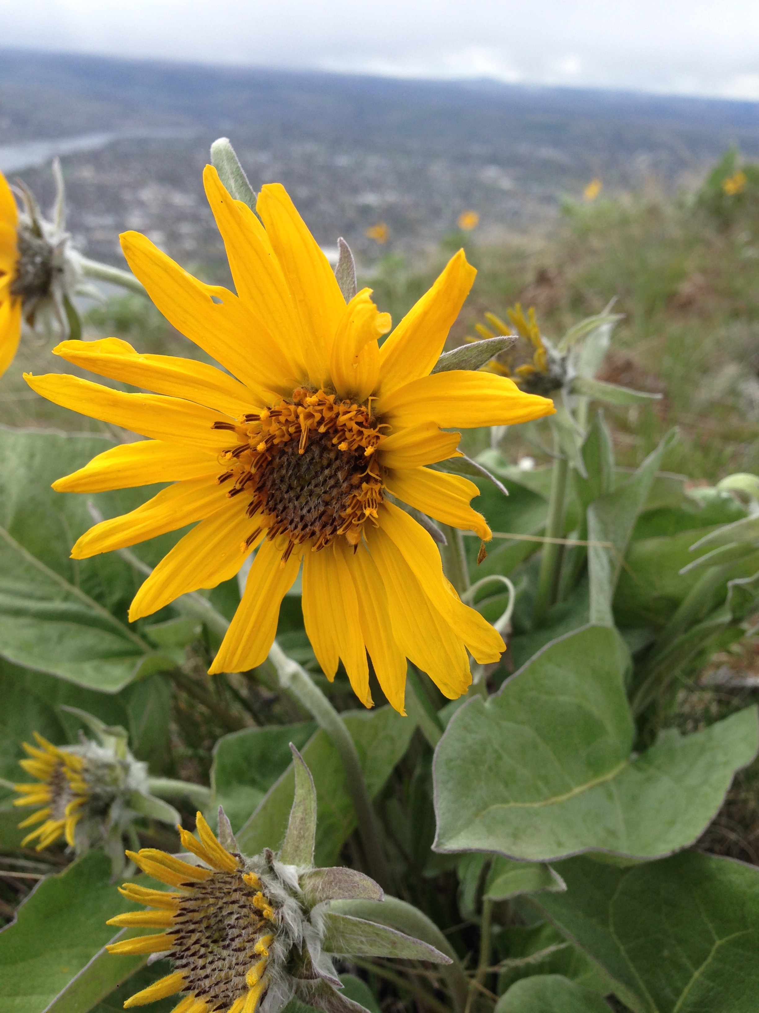 Smartphone field guide lets you stop, smell Idaho&#146;s wildflowers